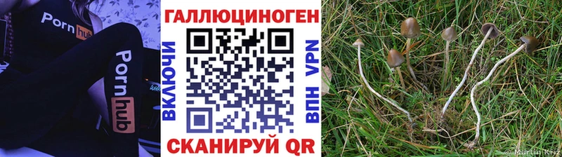 Галлюциногенные грибы Psilocybine cubensis  Михайловск 
